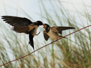 Schrei-nach-Futter