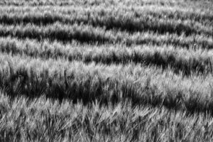 staerkere-Strukturen-in-Schwarz-Weiss